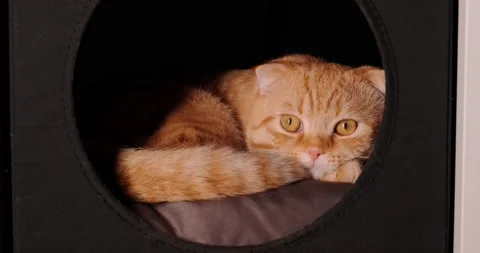 Scottish fold lies in the house Video stock 140496687