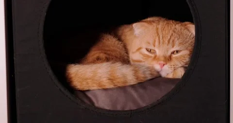 Scottish fold lies in the house Video stock 140496704