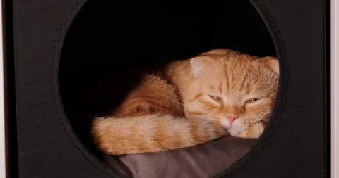 Scottish fold lies in the house Stock Footage 140496783