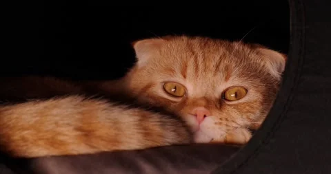 Scottish fold lies in the house 動画素材 140496851