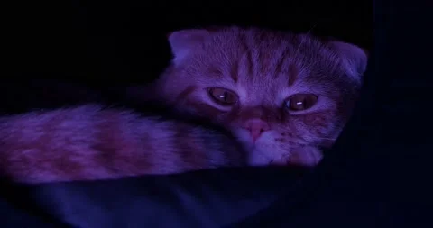 Scottish fold lies in the house Stock Footage 140496899