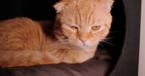 Scottish fold lies in the house Video stock 140497102