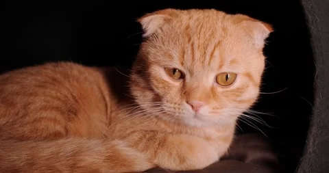 Scottish fold lies in the house Stock Footage 140497121