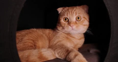 Scottish fold lies in the house Stock Footage 140497260