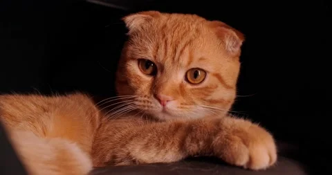 Scottish fold lies in the house Stock Footage 140497530