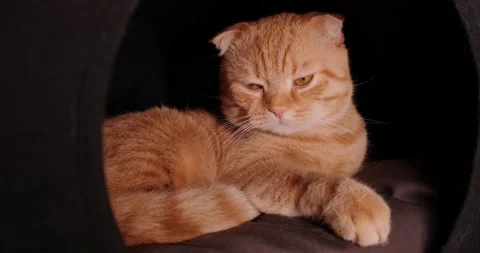 Scottish fold lies in the house Vidéo 140497531