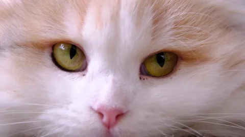 Scottish Fold long-haired cat closeup, slow motion, looks deeply at camera .. Stock Footage 330311578