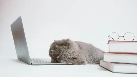 A Scottish fold lovely cat using laptop computer in studio Stock-Footage 203781136