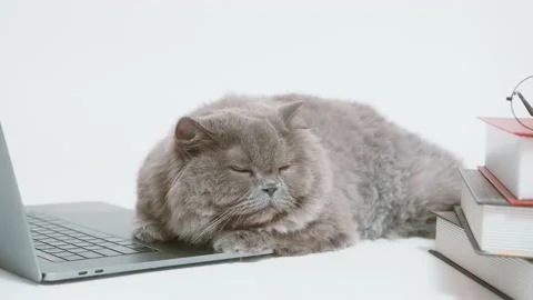 A Scottish fold lovely cat using laptop computer in studio Stock Footage 203781150