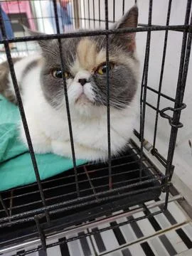 SCOTTISH FOLD MIX  Stock Photos
