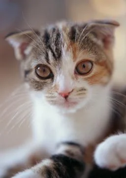 Scottish Fold Stock Photos