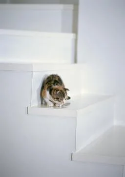 Scottish Fold Stock Photos