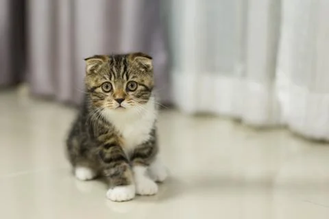 Scottish Fold Stock Photos