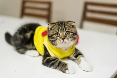 Scottish Fold Stock Photos