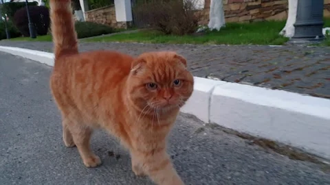 Scottish fold red cat is on the road looking at camera Stock-Footage 132630435