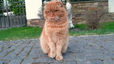 Scottish fold red cat sitting on the cobblestone sidewalk and looks around 스톡 동영상 130575733