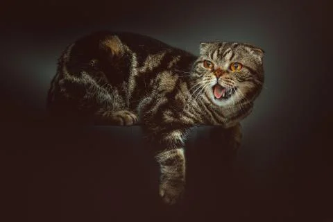 Scottish Fold Shorthair cat. Studio shot. Stock Photos