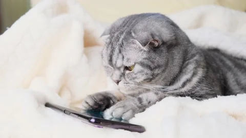 Scottish Fold smart cat playing in a smartphone. Stock Footage 149774927