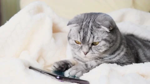 Scottish Fold smart cat playing in a smartphone Stock Footage 149984320