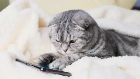 Scottish Fold smart cat playing in a smartphone. Stock Footage 150121715