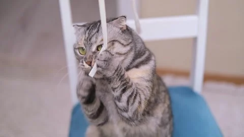 The Scottish fold striped grey cat is playing at home, hunting for a string in Stock-Footage 293182796