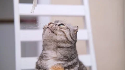 The Scottish fold striped grey cat is playing at home, hunting for a string in Stock Footage 293182805