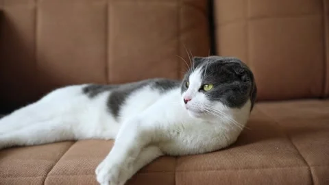 Scottish fold white and gray cat lying on the brown sofa at home. Pet concept. Stock Footage 289543432