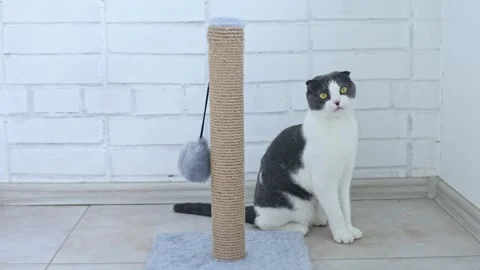 Scottish fold white and gray cat sitting near scratching tower. cratching post Stock Footage 289543434