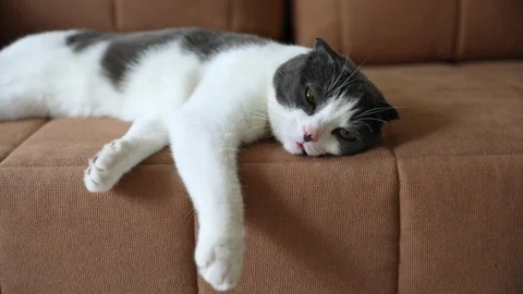 Scottish fold white and gray cat lying on the brown sofa at home. Pet concept. Stock Footage 289543435