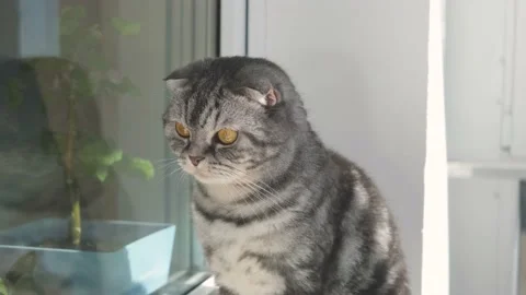 A Scottish fold young cat sits and looks curiously around. Stock Footage 152817989