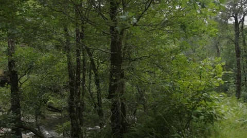 Scottish Forest, Bracken and trees Stock Footage 112967957