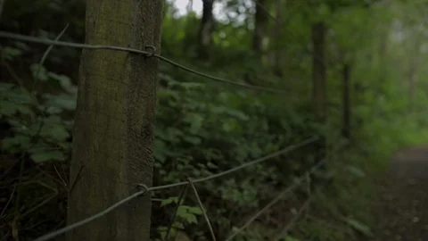 Scottish Forest path pan left to right Stock Footage 112994799