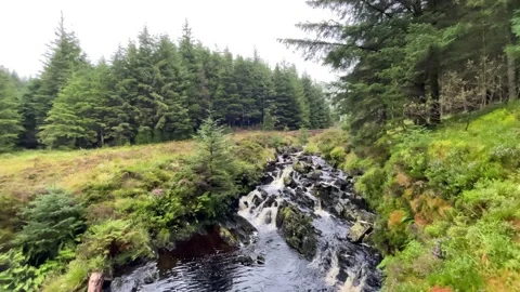Scottish Forest Stream Stock Footage 230133901