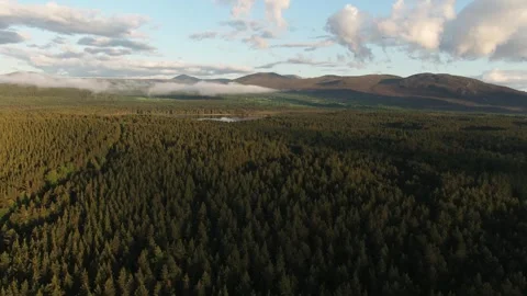 Scottish forest trees drone aerial video footage Stock Footage 247334038