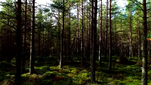 Scottish forest trees drone aerial video footage Stock Footage 247348671