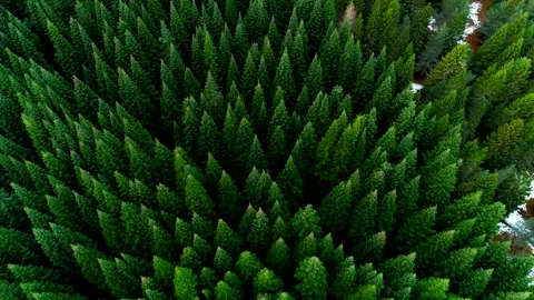 Scottish forest trees drone aerial video footage Stock Footage 247348672