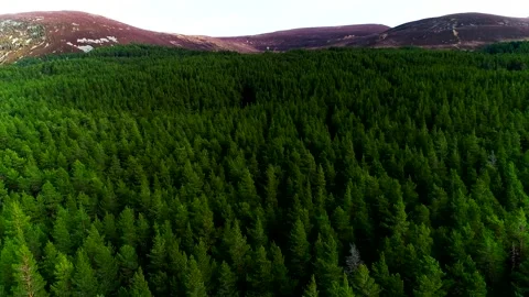 Scottish forest trees drone aerial video footage Stock Footage 247348676
