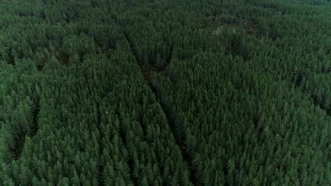 Scottish forest trees drone aerial video footage Stock Footage 247348690