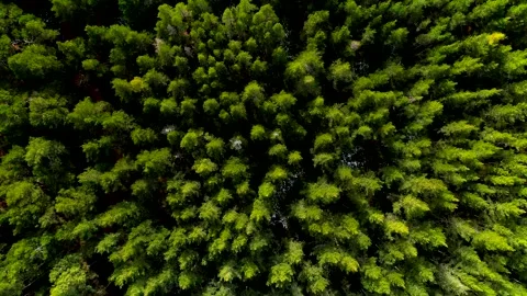 Scottish forest trees drone aerial video footage Stock Footage 247348705