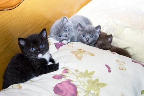 Scottish four kittens on the bed Stock Photos