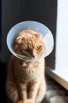 Scottish ginger cat in veterinary plastic cone on head at recovery Stock Photos