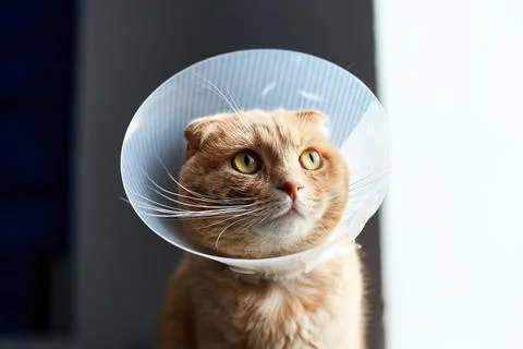 Scottish ginger cat in veterinary plastic cone on head at recovery Stock Photos
