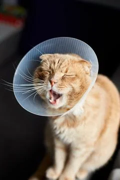 Scottish ginger cat in veterinary plastic cone on head at recovery Stock Photos