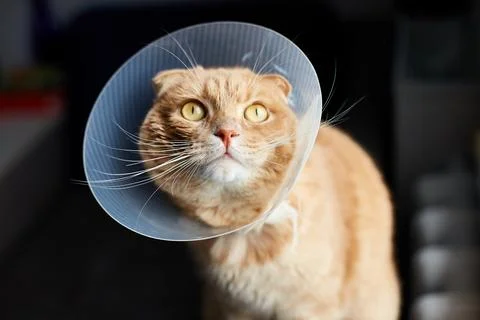 Scottish ginger cat in veterinary plastic cone on head at recovery Stock Photos