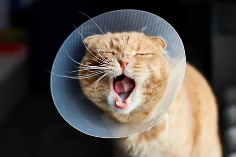 Scottish ginger cat in veterinary plastic cone on head at recovery Stock Photos