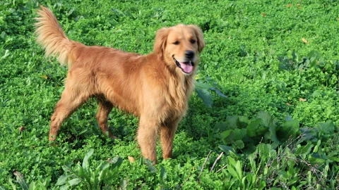 Scottish Golden Retriever dog standing on green grass in nature Stock-Footage 166321453