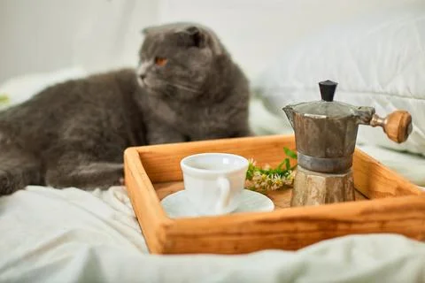 Scottish gray cat on bed with coffee cup, geyser coffee maker and flowers Stock Photos