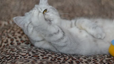 Scottish gray cat licks his paws and licks the hair, washes himself Stock Footage 181547827