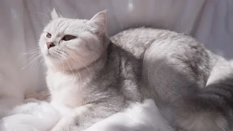  Scottish gray cat on the sofa at home Stock Footage 181493659