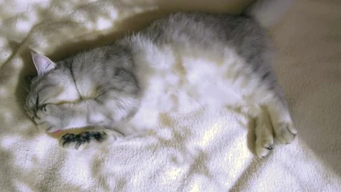  Scottish gray cat on the sofa at home Stock Footage 181590587